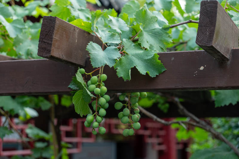 葡萄藤下的绿色果实图片