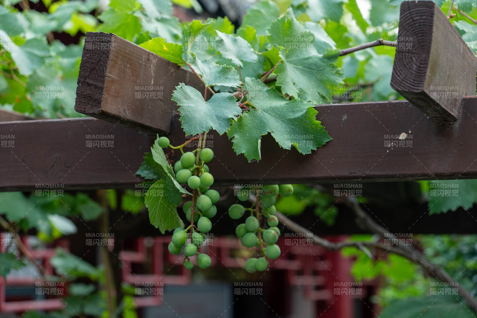 葡萄藤下的绿色果实图片