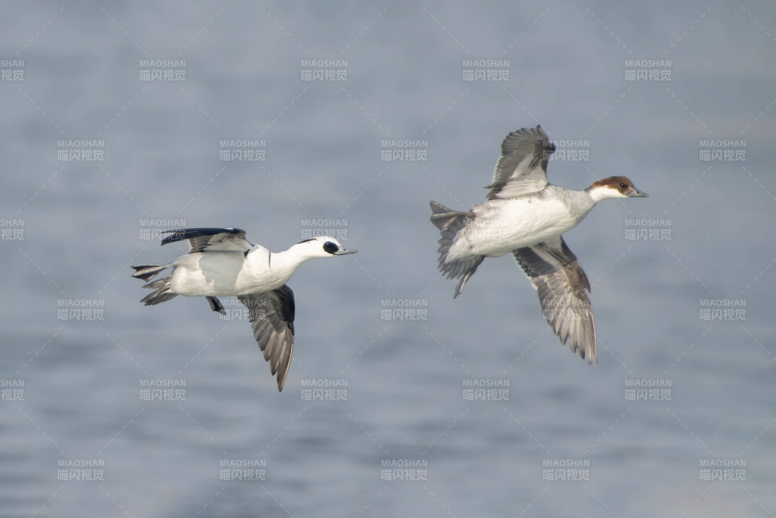 飞翔的斑头秋沙鸭图片