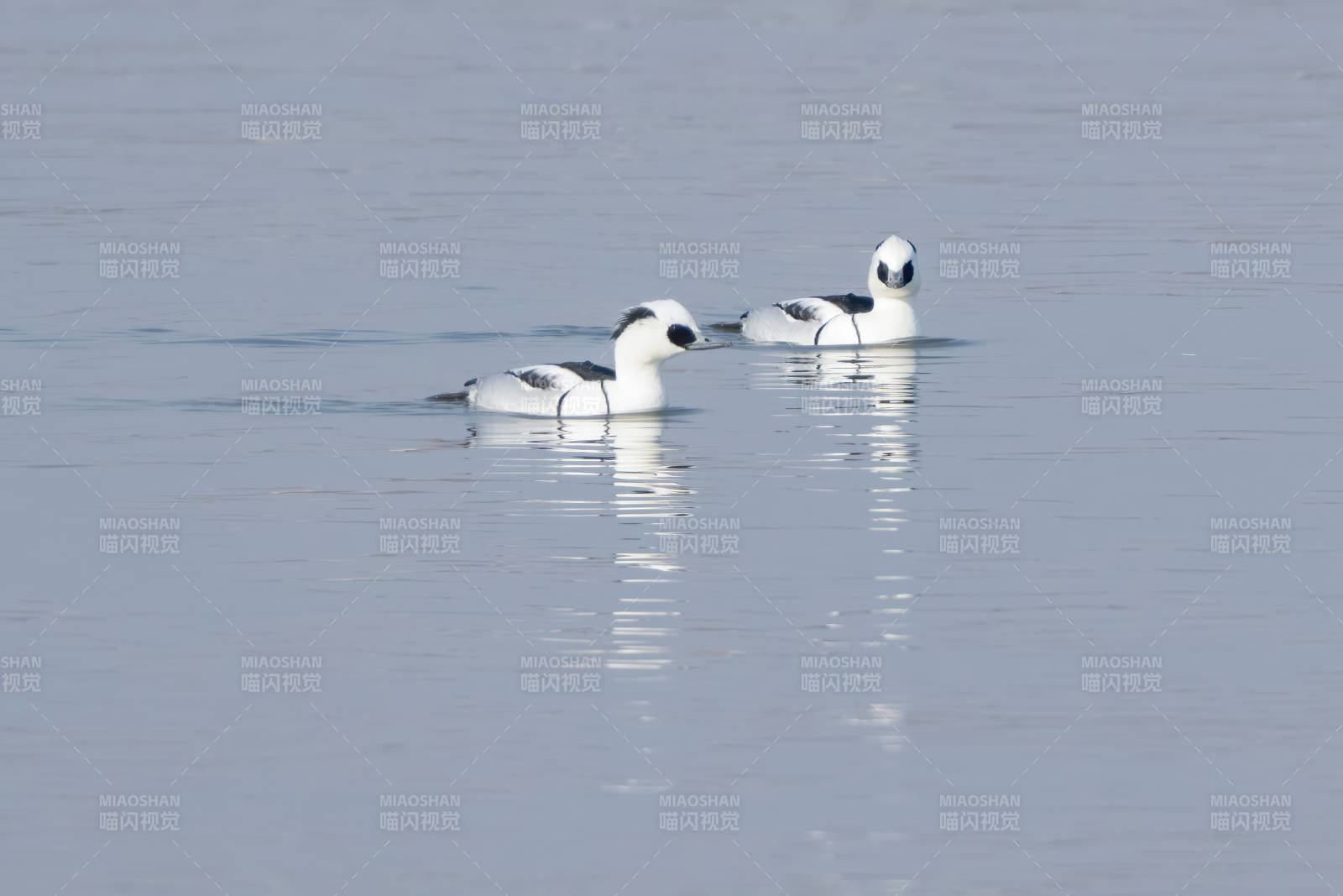 湖面上的两只白鸭图片