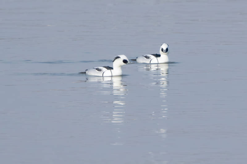 湖面上的两只白鸭图片