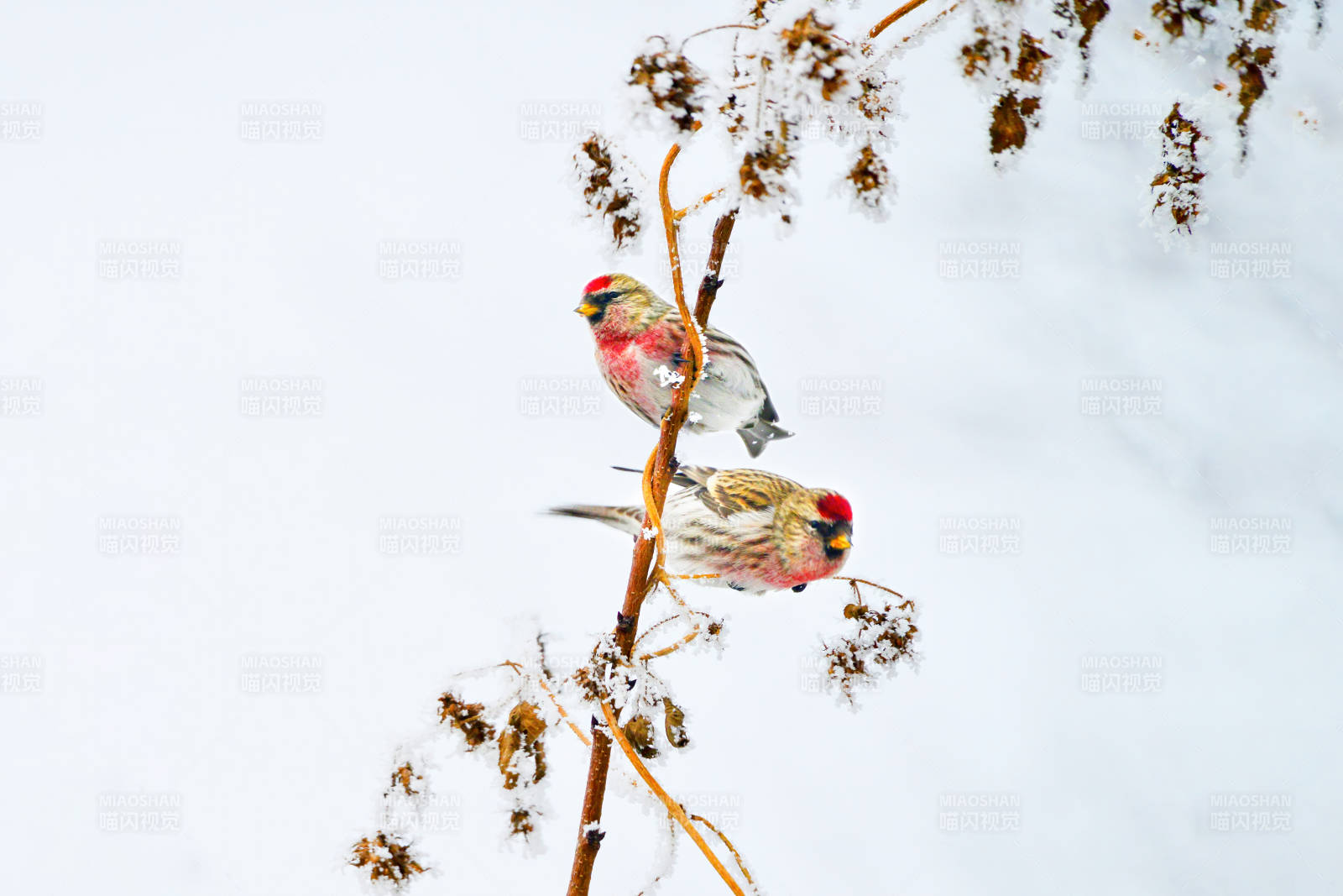 雪中双鸟栖枝头图片