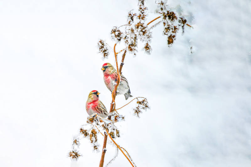 雪中双鸟栖枝头图片