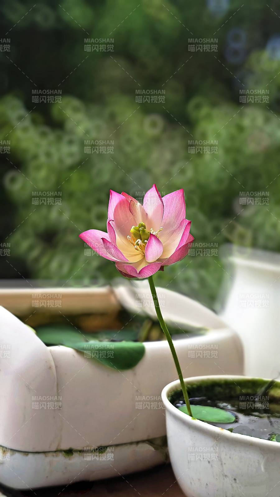 池中莲花静谧绽放图片