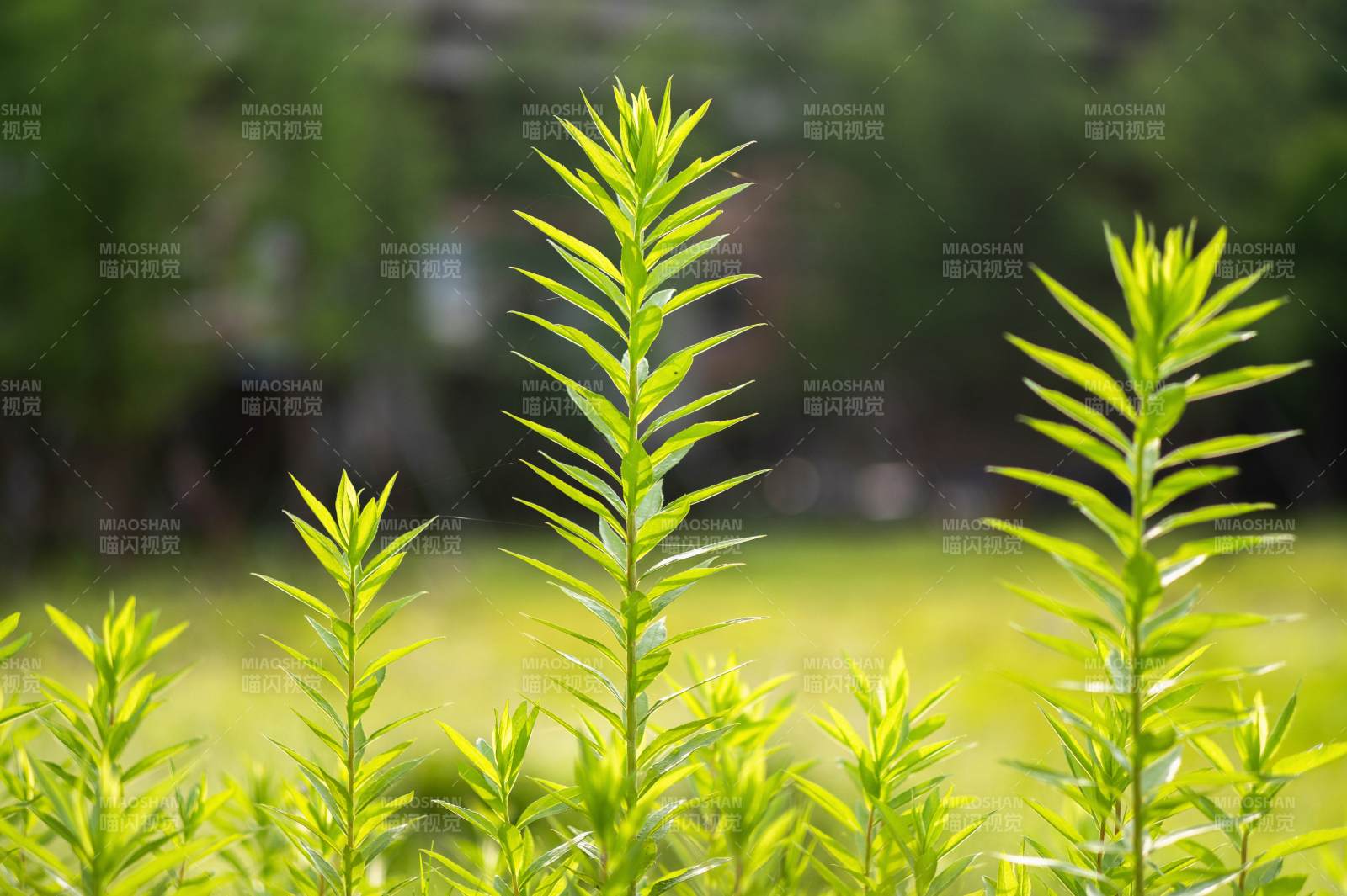 绿叶新生 生机盎然图片