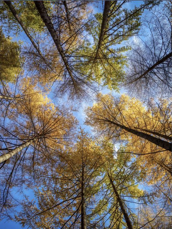 秋日森林仰望天空图片