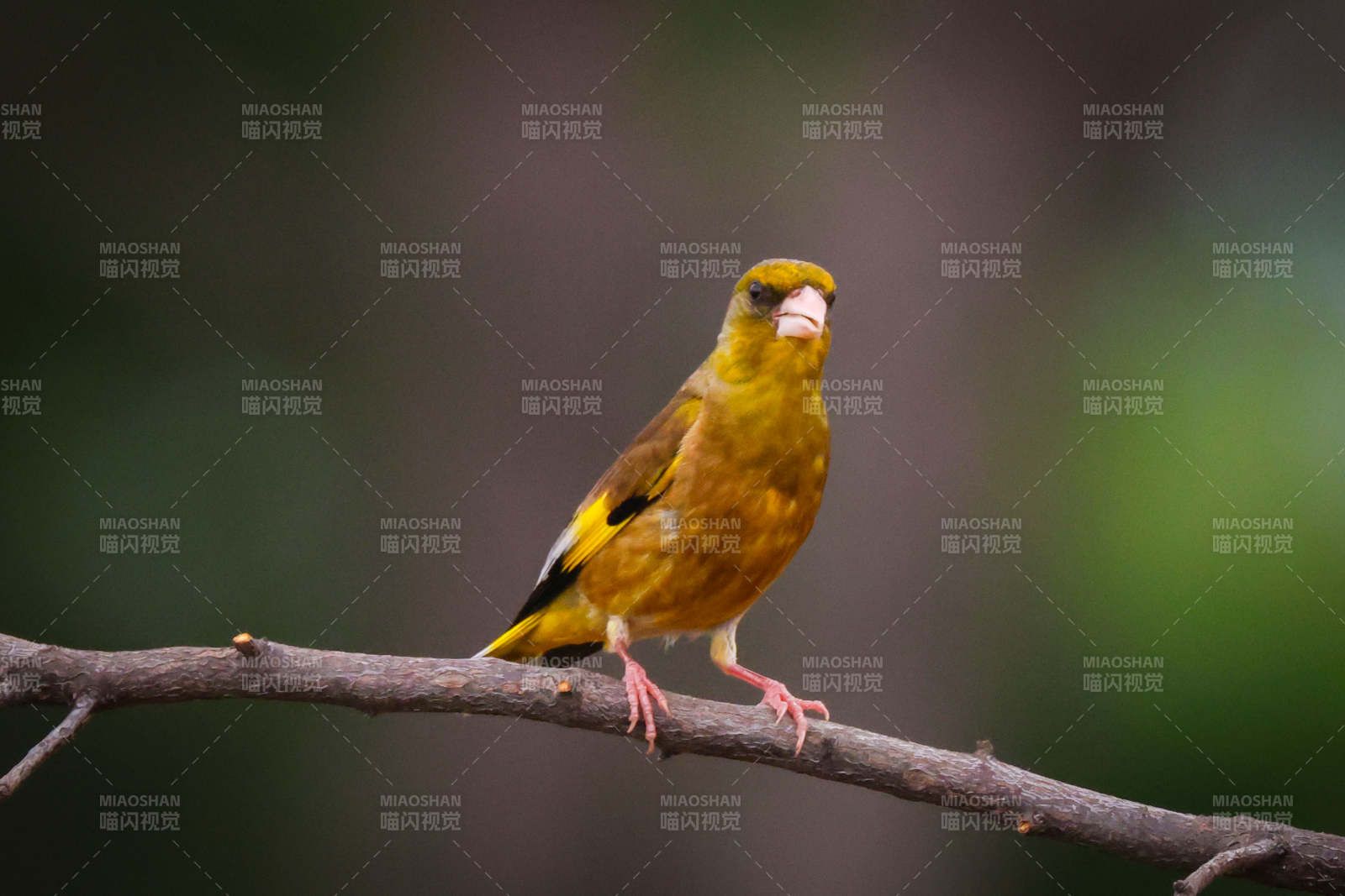 金翅雀栖息枝头图片