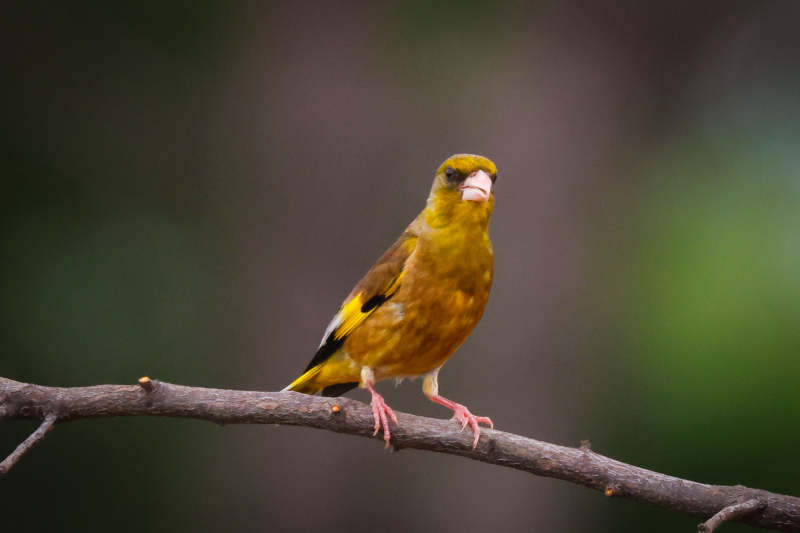 金翅雀栖息枝头图片