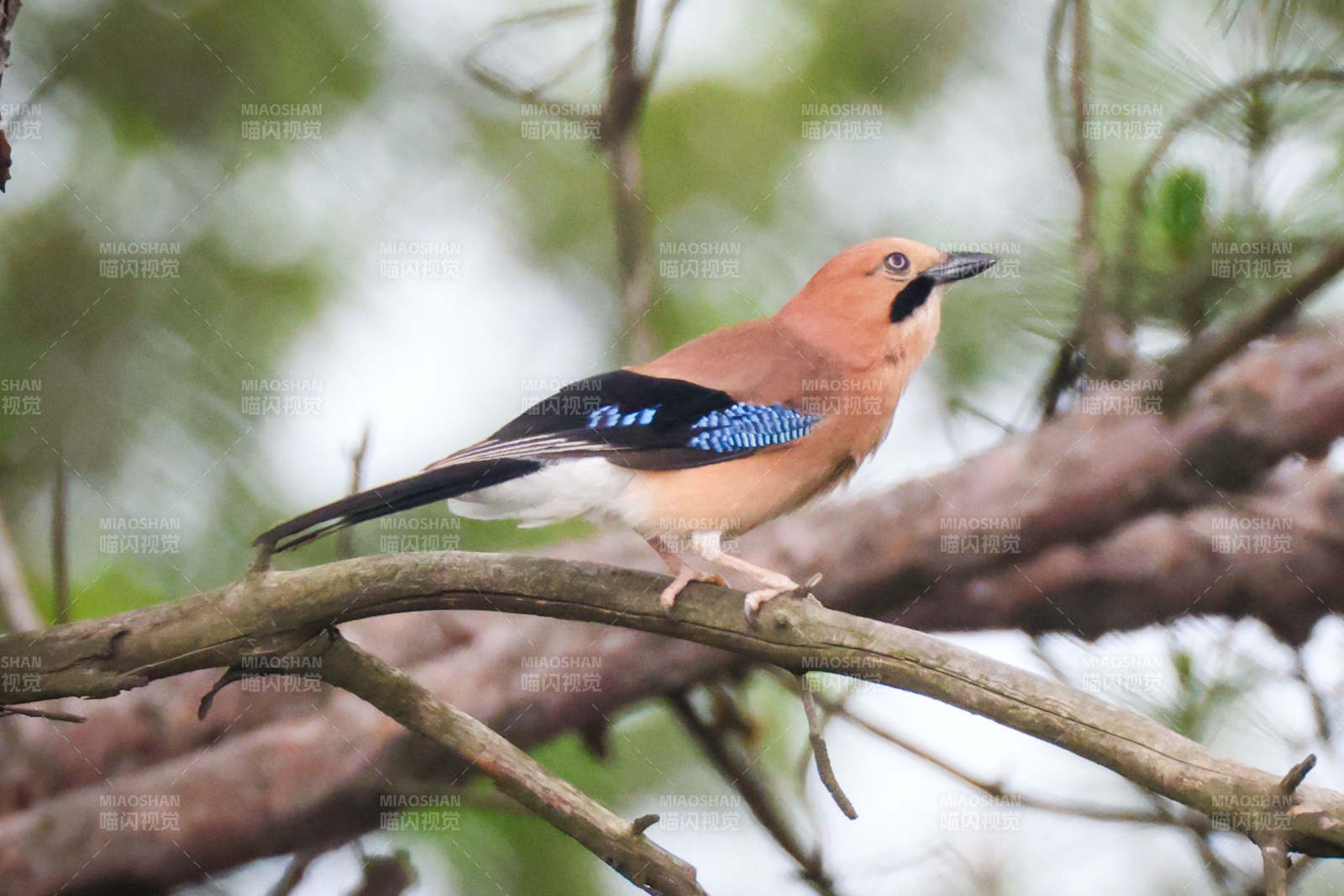 松鸦栖息树枝上图片