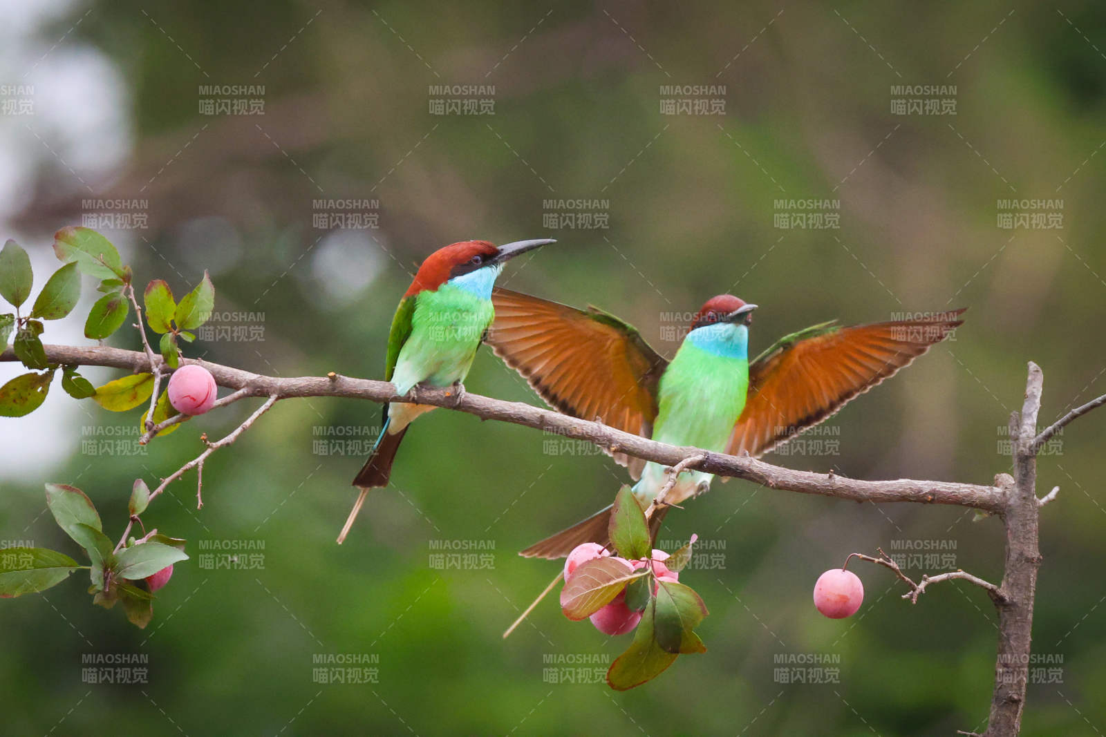 彩色蜂虎栖枝展翅图片