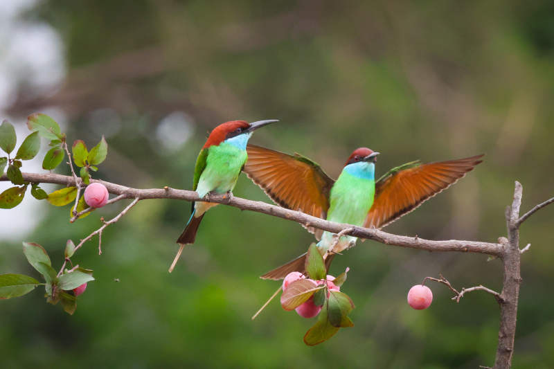 彩色蜂虎栖枝展翅图片