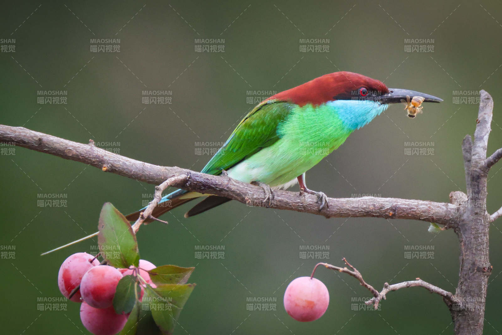 蓝喉蜂虎栖枝捕食瞬间图片