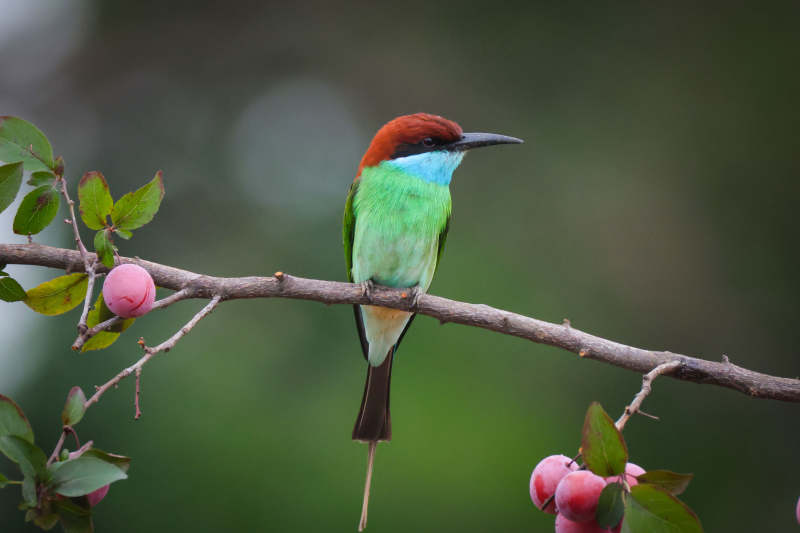 蓝喉蜂虎栖枝头图片