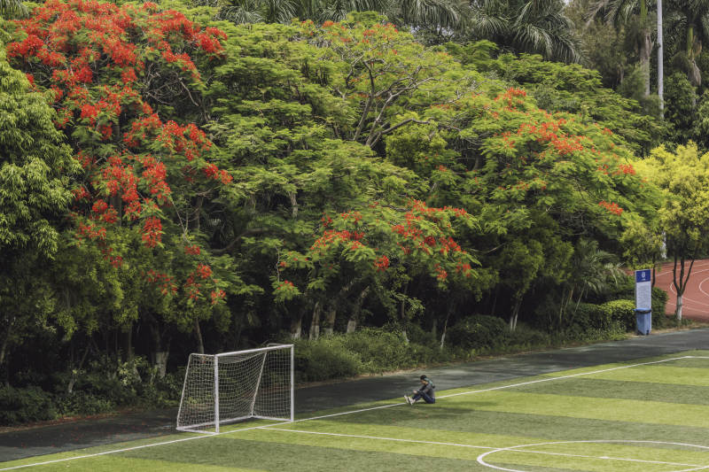 足球场旁的绿树红花图片
