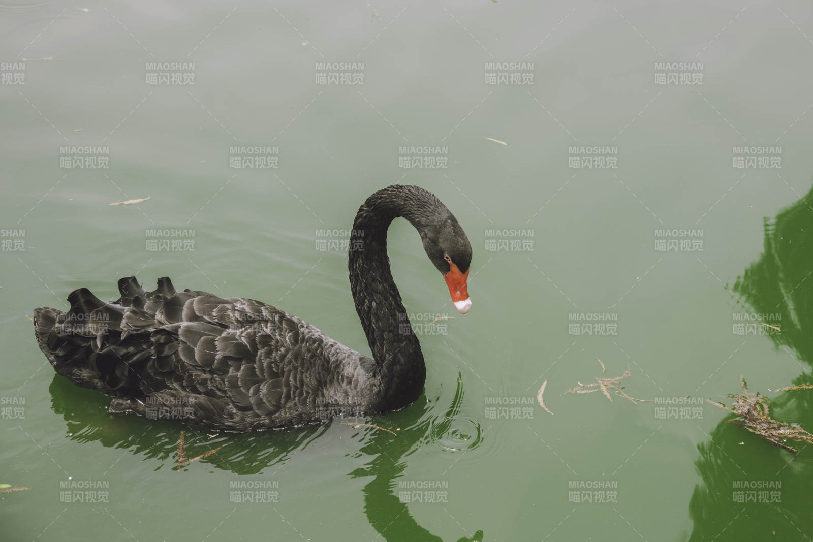 湖中黑天鹅悠然自得图片