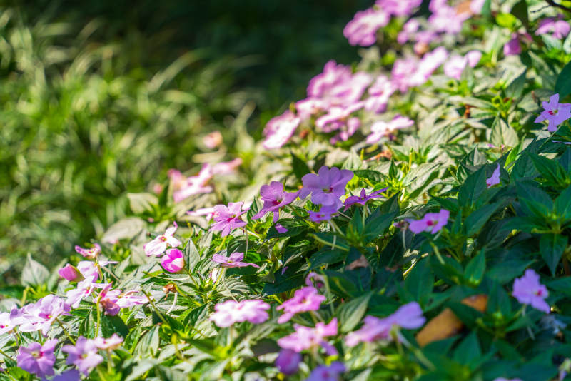 阳光下的紫色花丛图片