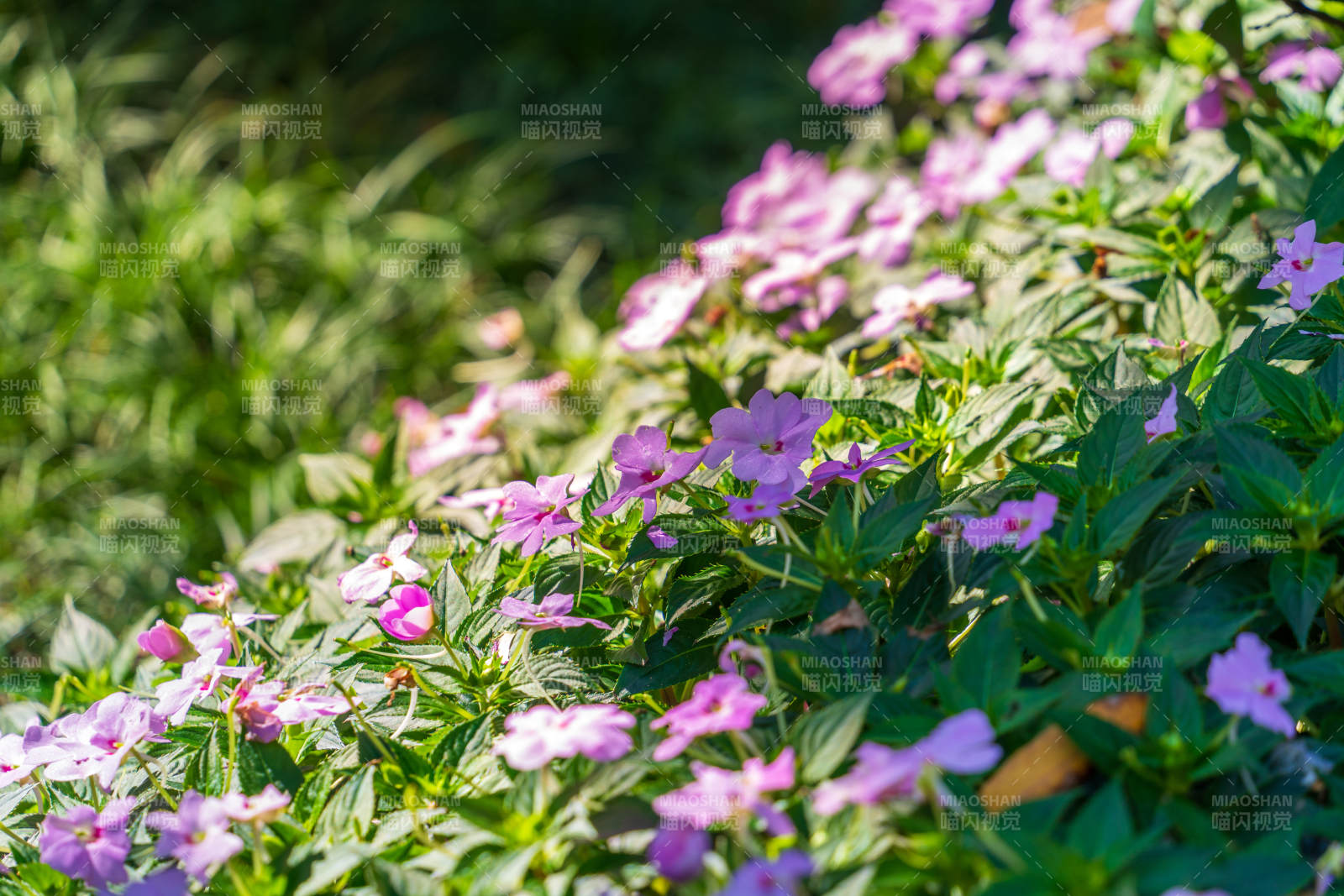 阳光下的紫色花丛图片