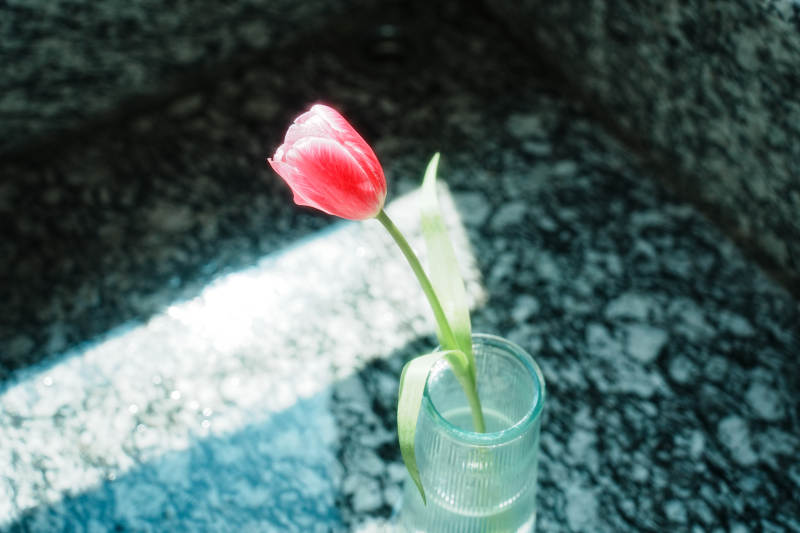 孤花静影 心之独语图片