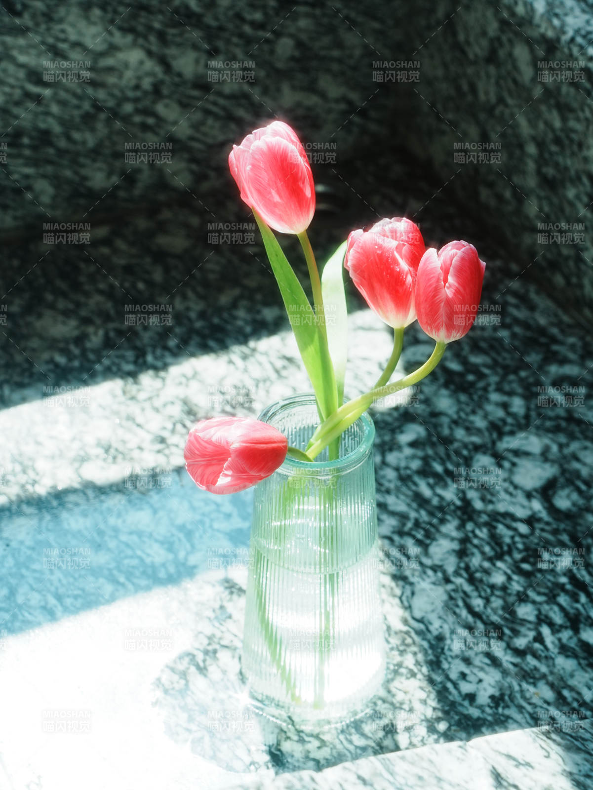 阳光下的红色郁金香图片