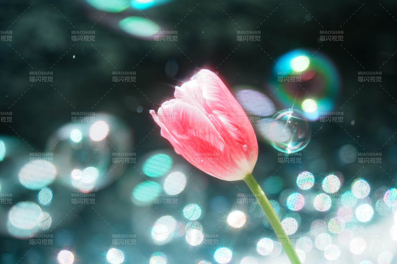 梦幻泡泡中的粉色郁金香图片