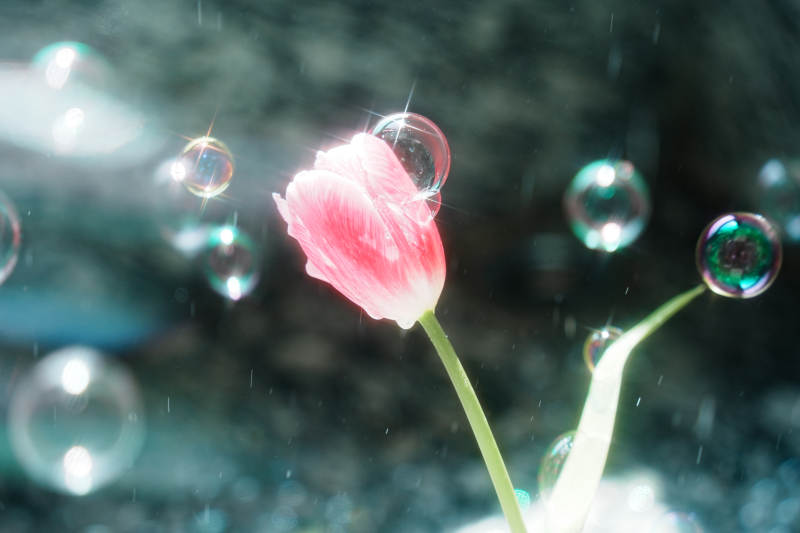 梦幻泡泡与粉色郁金香图片