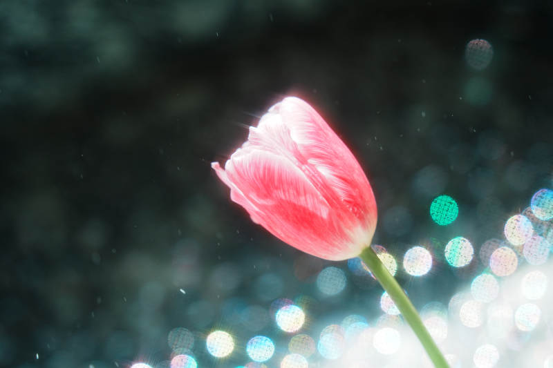 梦幻光影中的粉色郁金香图片