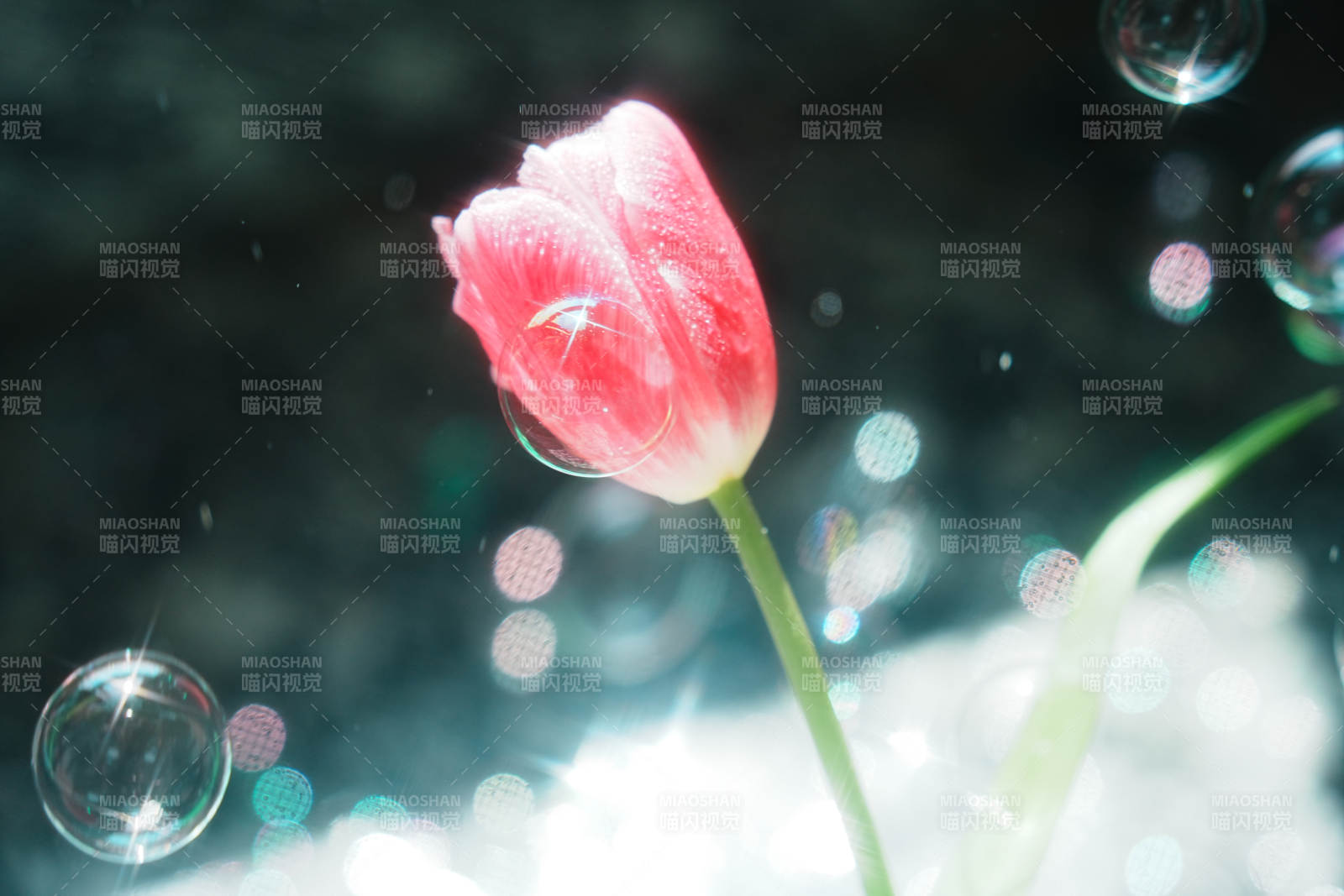 水中花影 梦幻泡泡图片