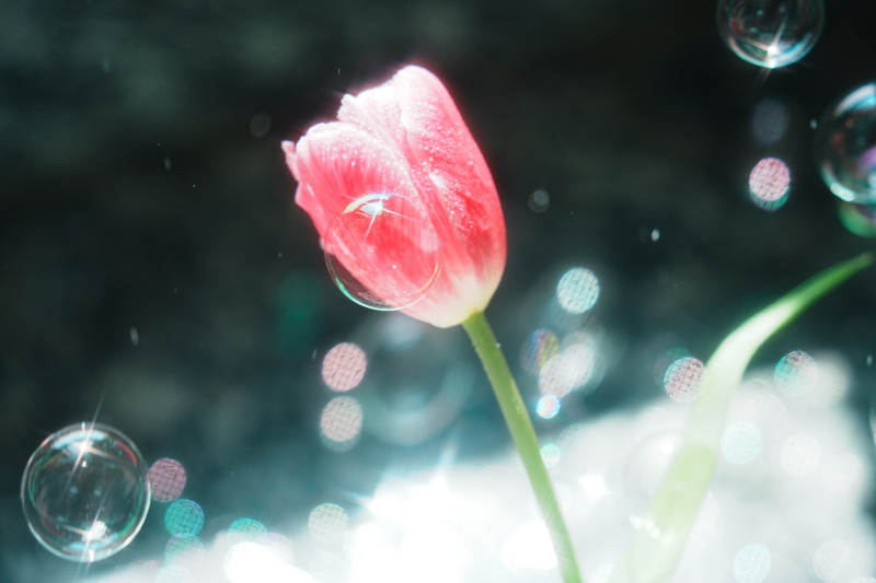 水中花影 梦幻泡泡图片