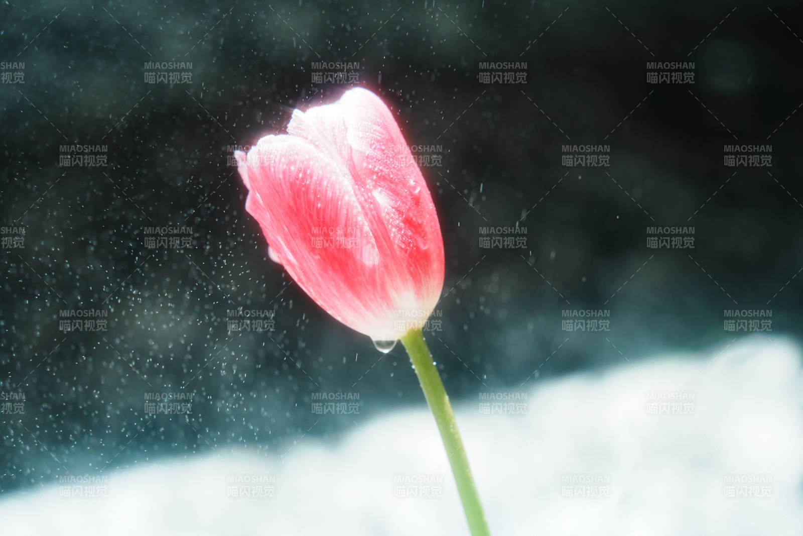 雾中绽放的粉色郁金香图片