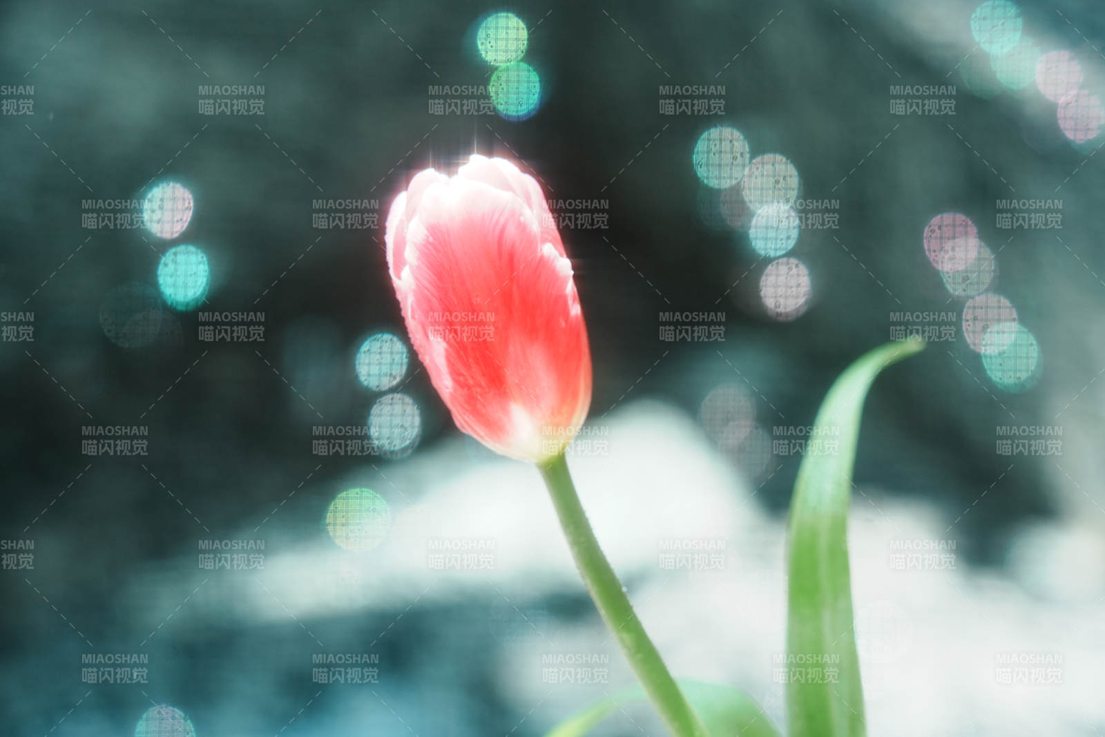 梦幻光影中的红色郁金香图片