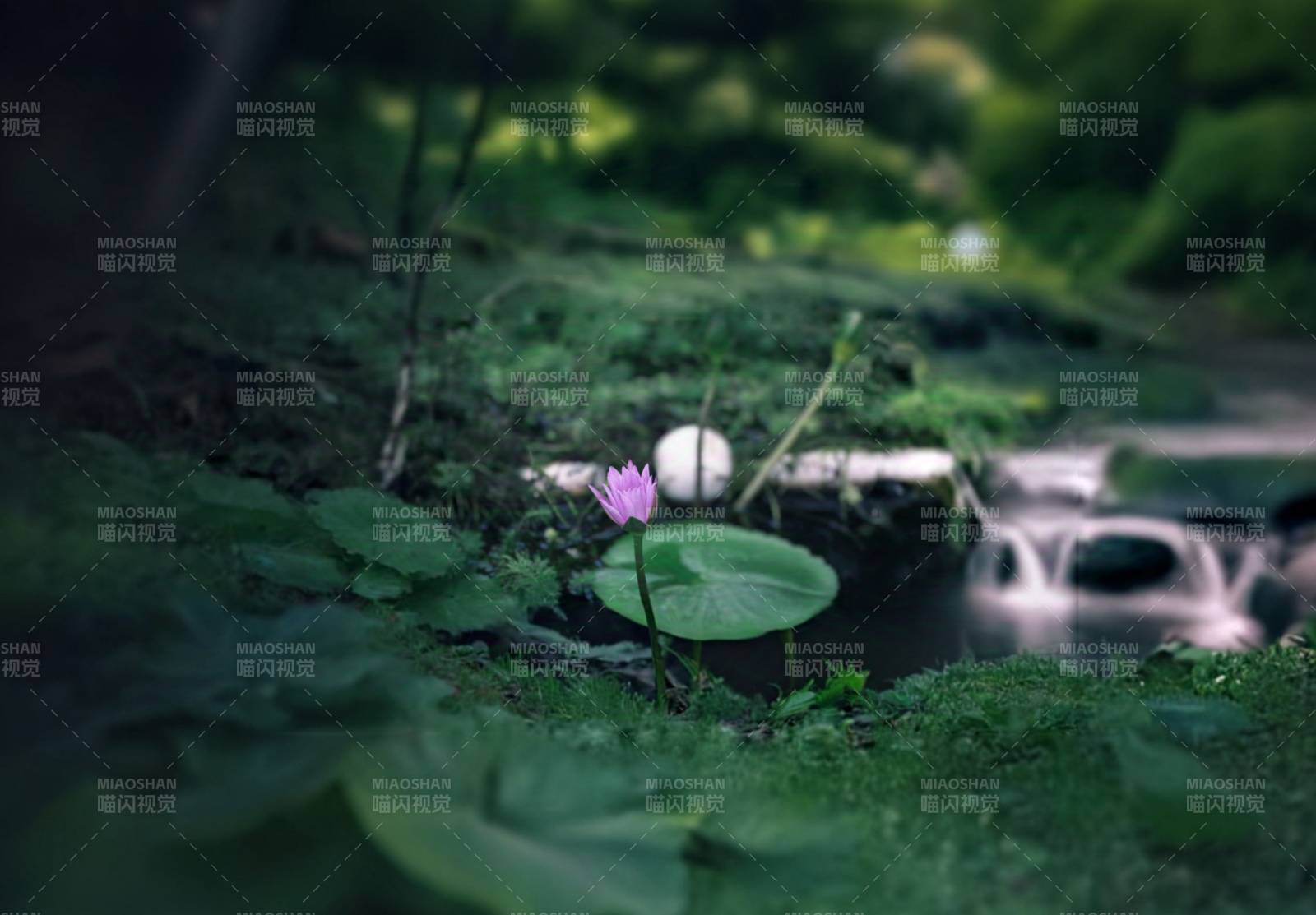 静谧池塘中的莲花图片