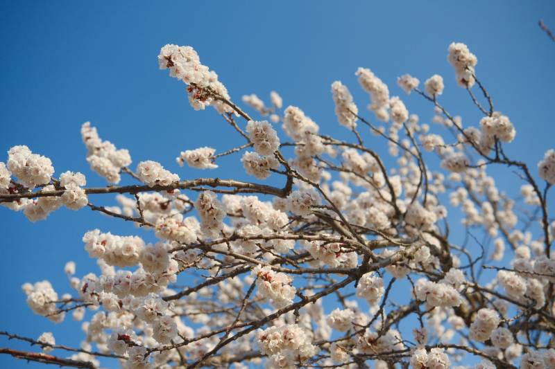 春日花开 蓝天映衬图片