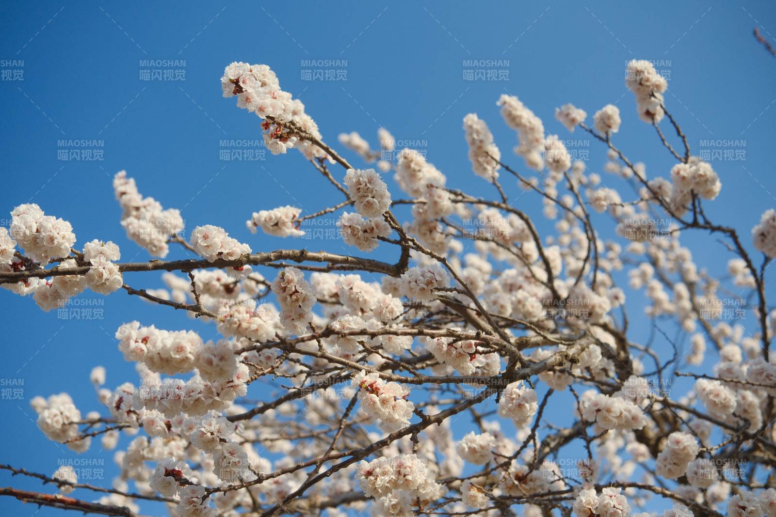 春日花开 蓝天映衬图片