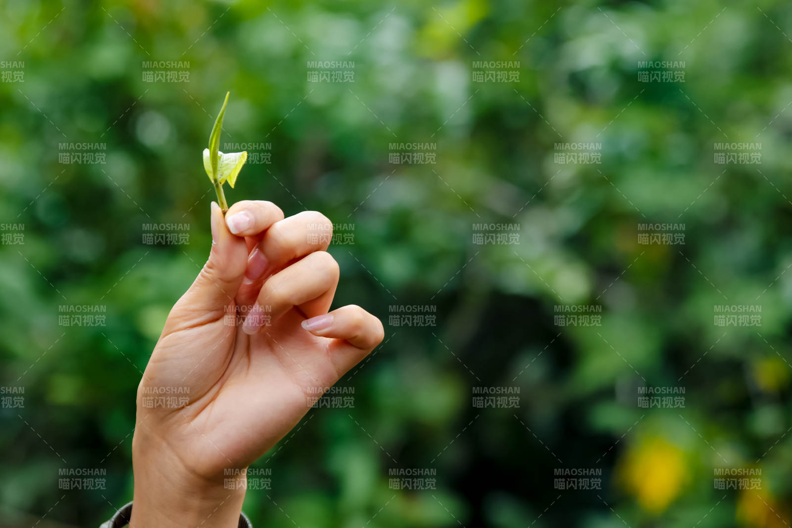 手握茶叶嫩芽 绿意盎然图片
