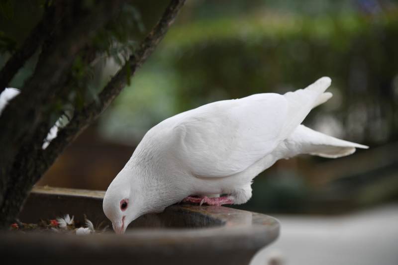 白鸽低头饮水 静谧时光图片