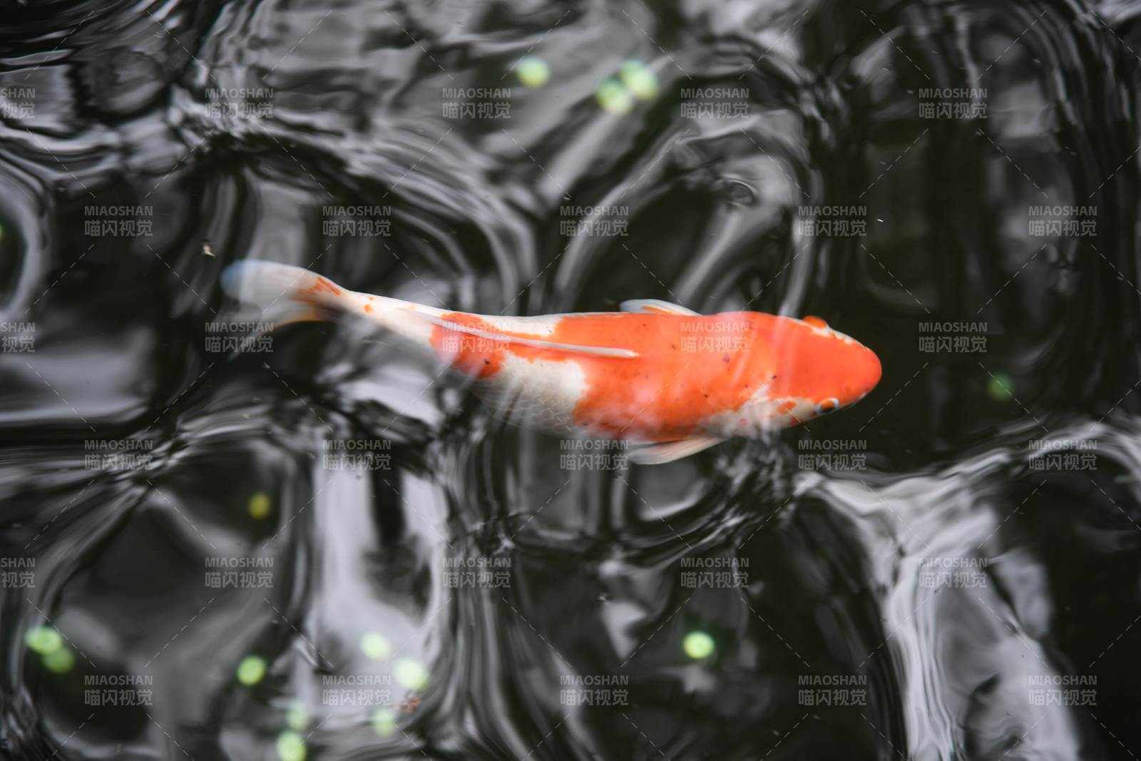 池中锦鲤悠然游图片