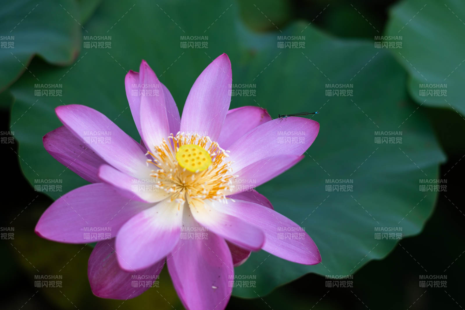 莲花绽放 清新雅致图片