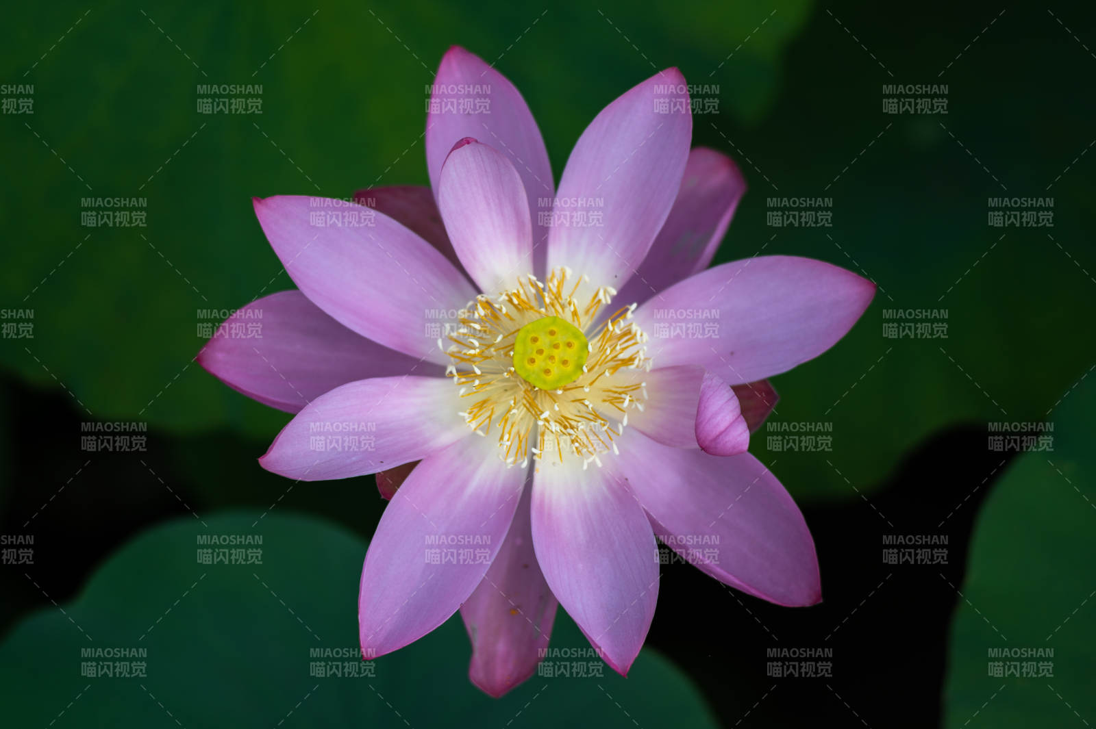 粉色莲花绽放之美图片