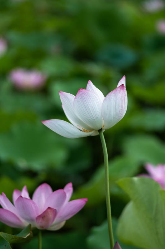 莲花绽放 清新雅致图片