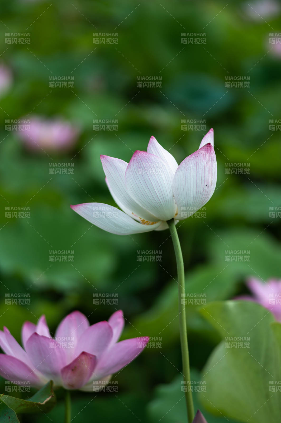 莲花绽放 清新雅致图片