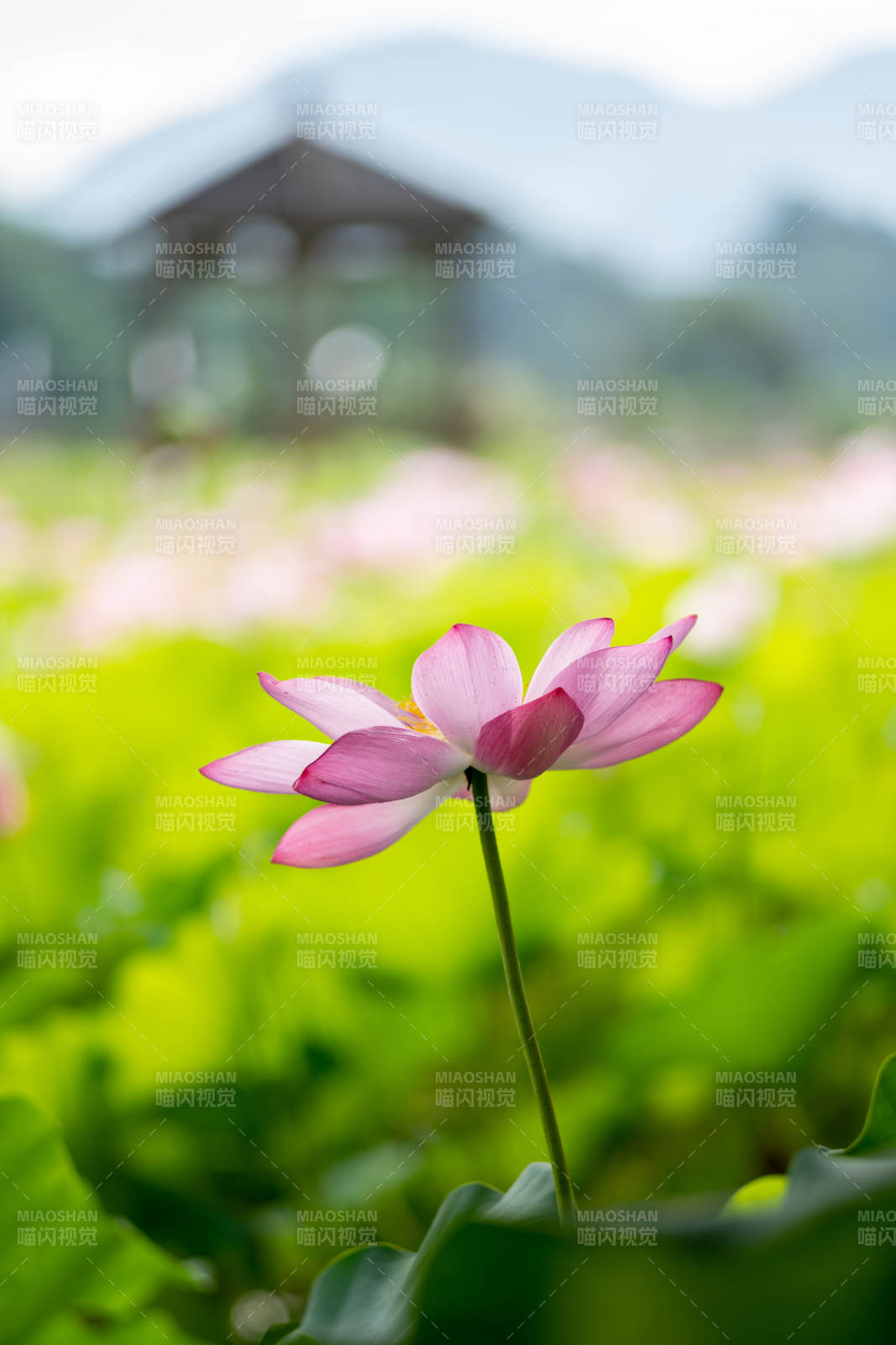 池塘莲花 亭台远山图片