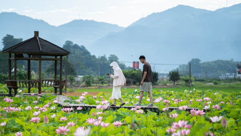 荷塘漫步 山色朦胧图片