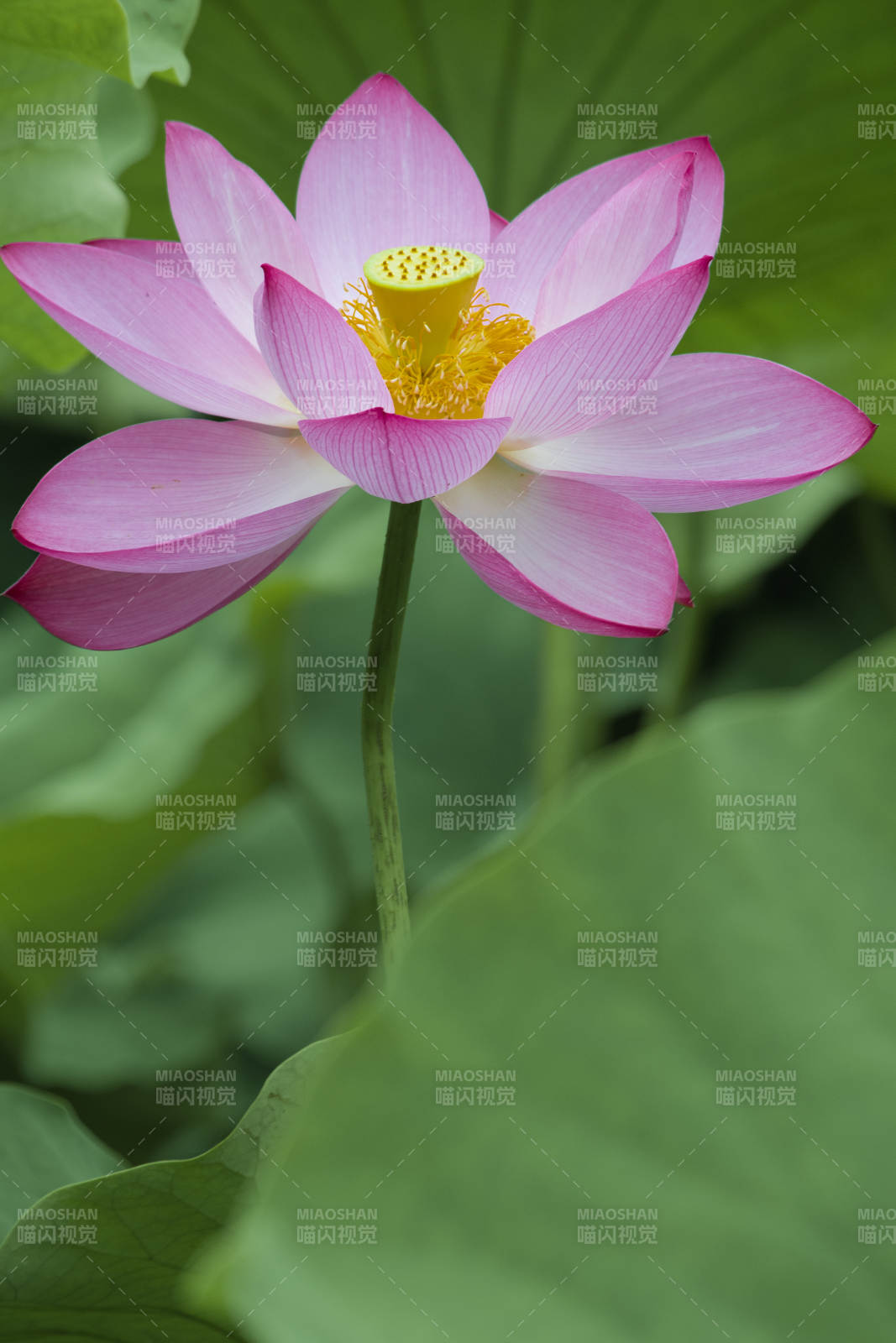 粉色荷花绽放于荷叶间图片