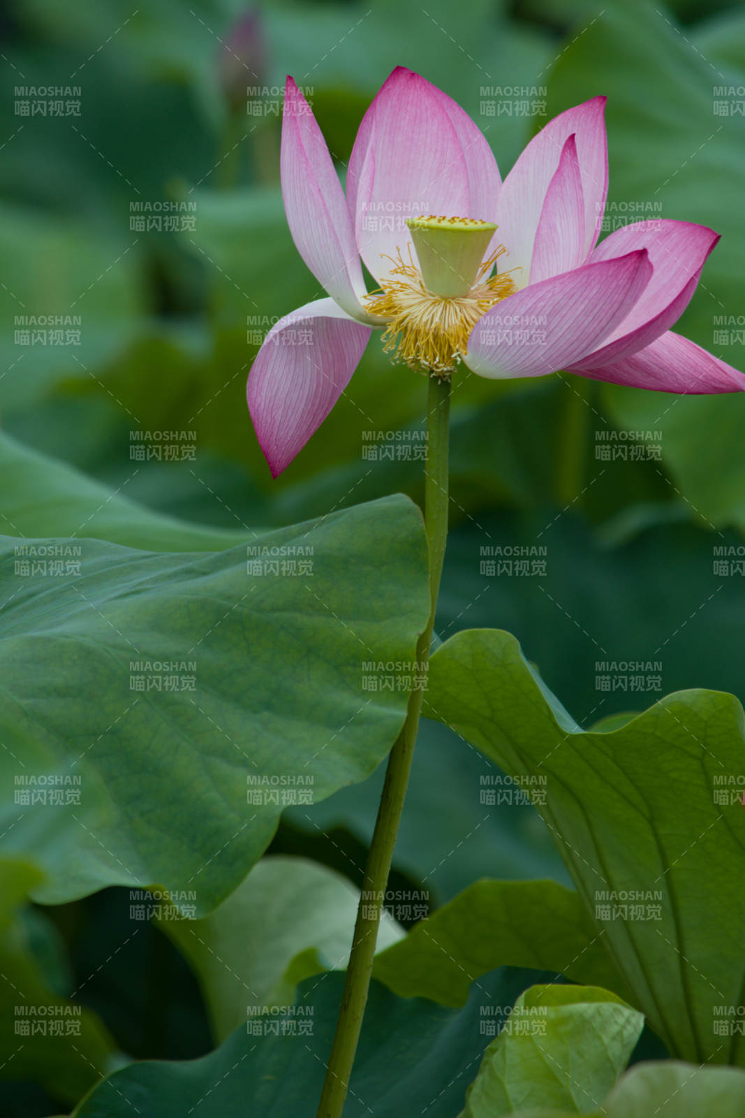 粉嫩荷花映荷叶图片