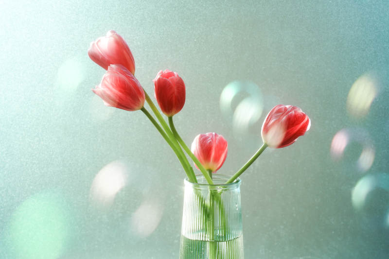 窗前的红色郁金香花束图片