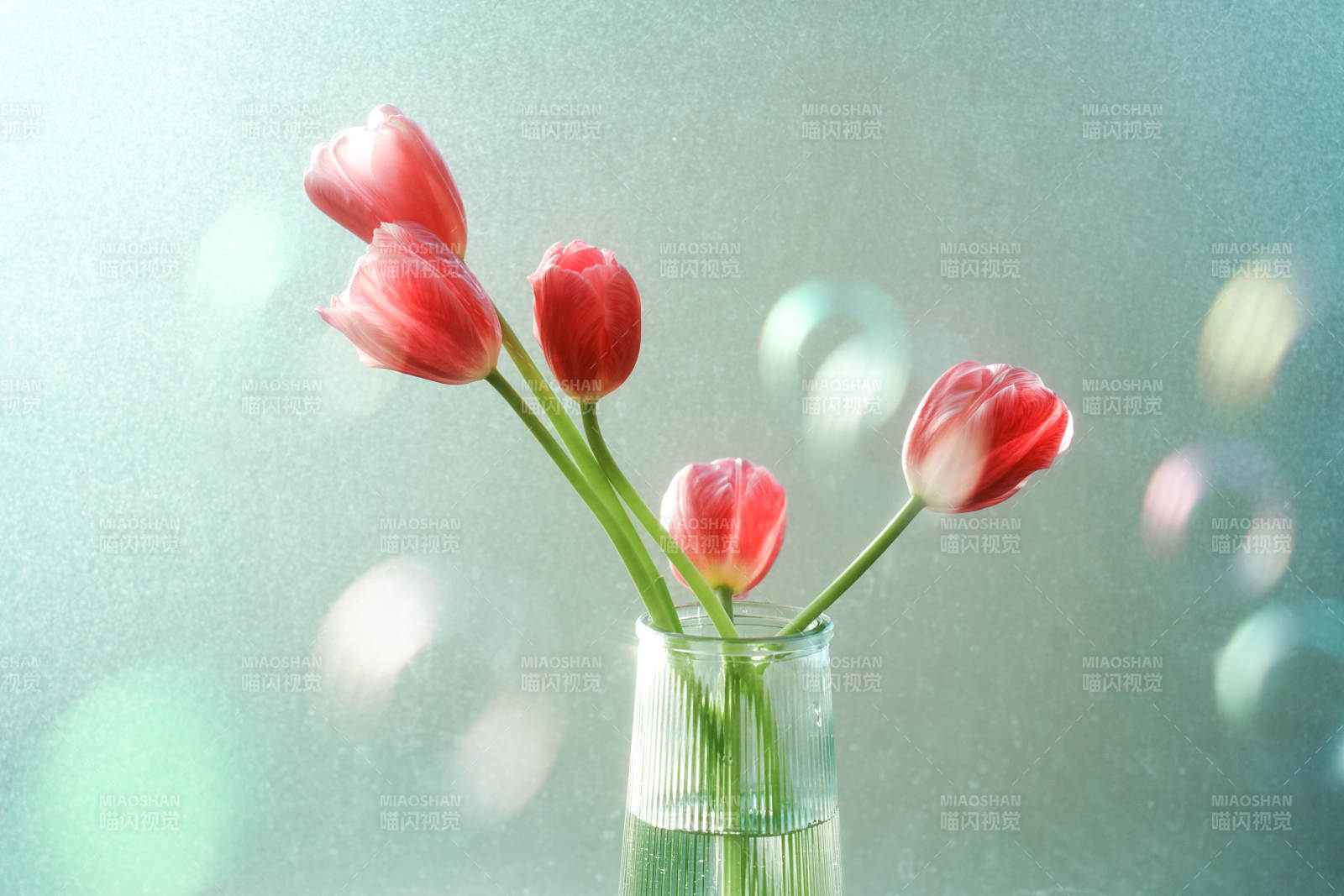 窗前的红色郁金香花束图片