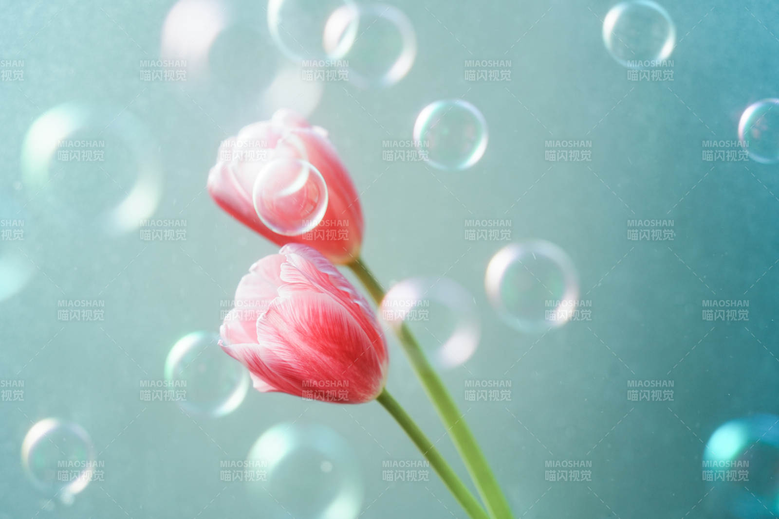 花间泡泡 梦幻时光图片