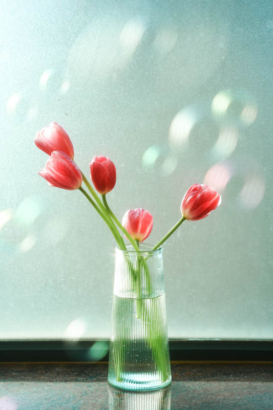 窗边的红色郁金香图片