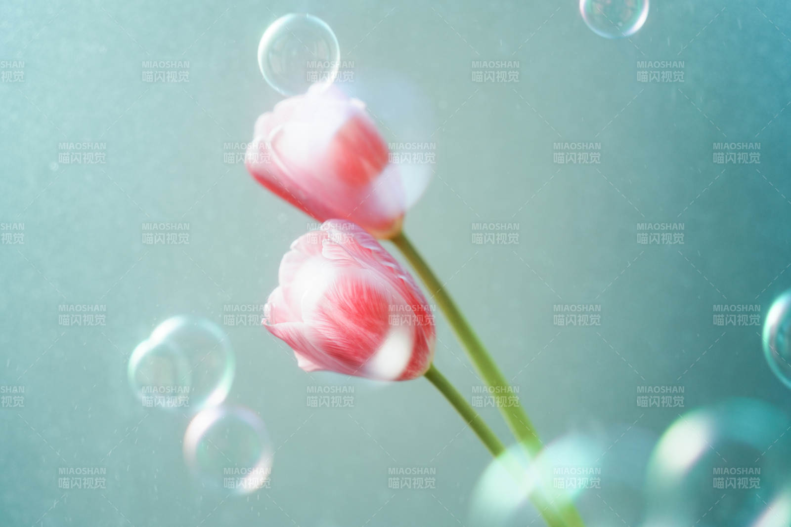 梦幻泡泡中的粉色郁金香图片