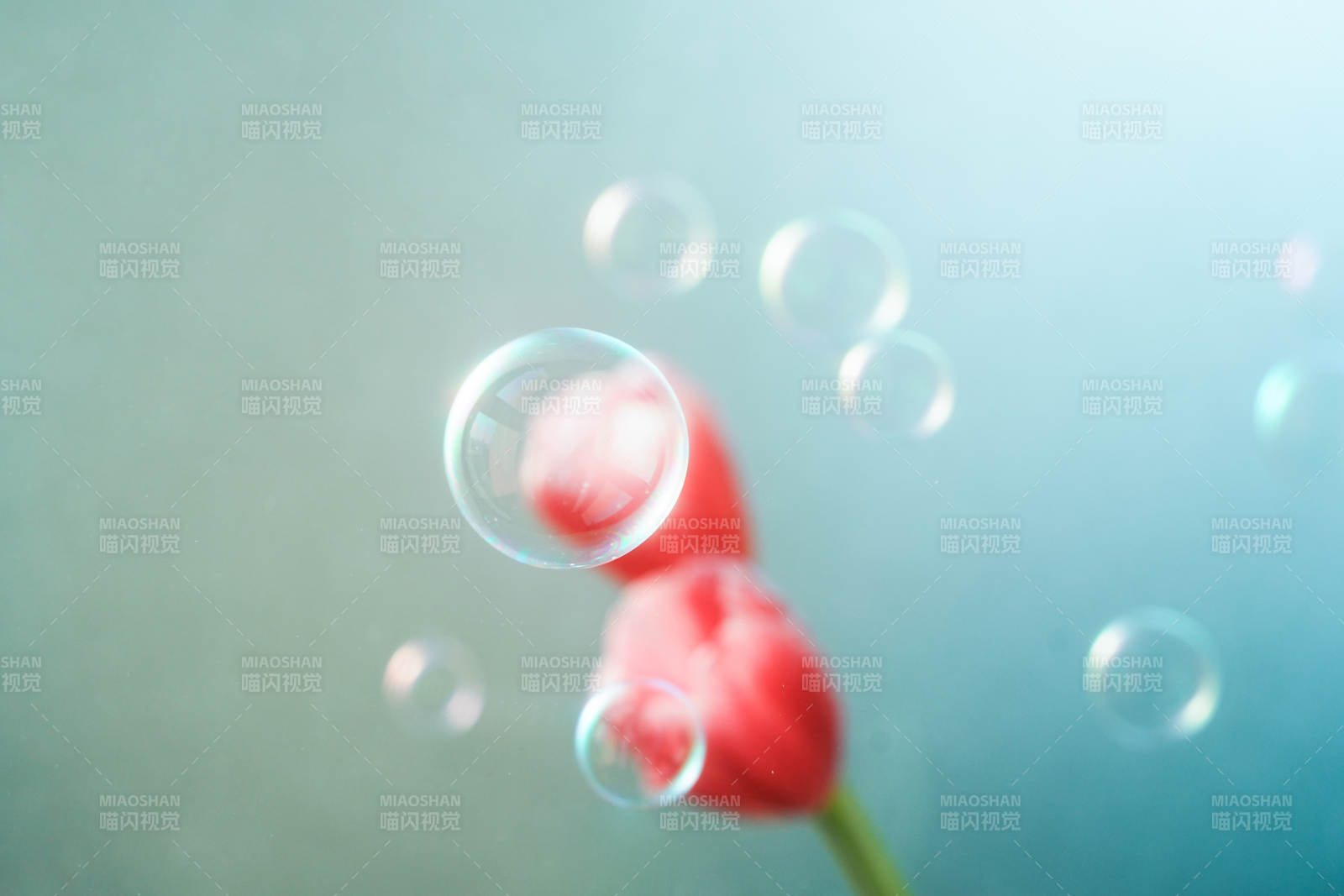 泡泡与红花的梦幻瞬间图片